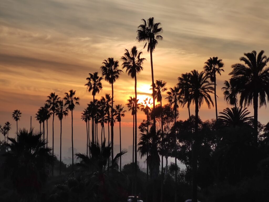 Blick über Palmen im Elysian Park in Los Angeles bei Sonnenuntergang
