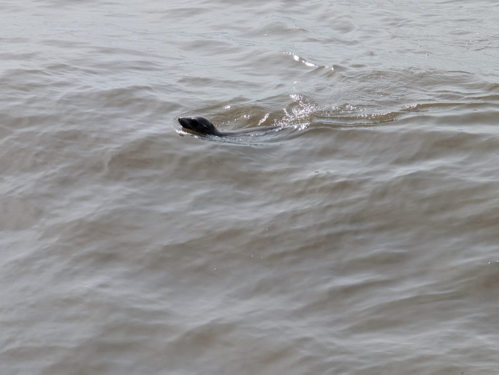 Seehund im Wasser vor dem Santa Monica Pier
