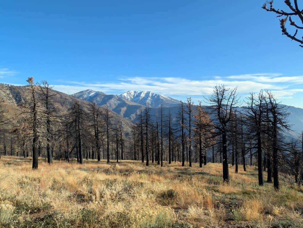 Blick auf den Mt. Baldy und die Spuren vergangener Waldbrände