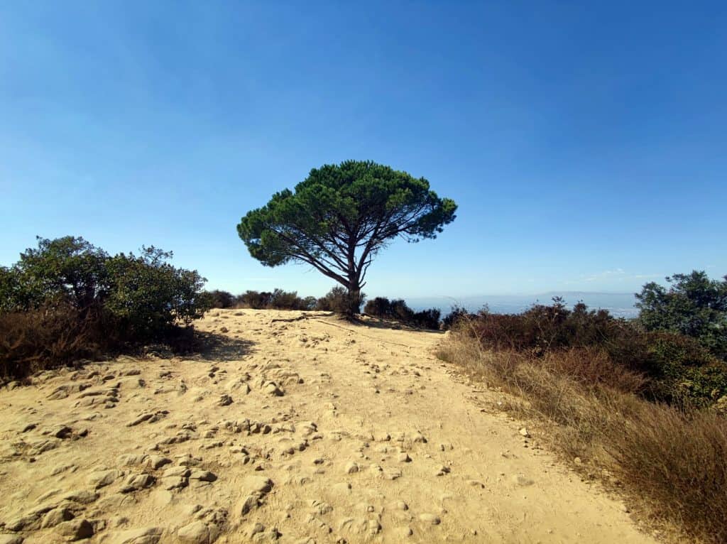 Der Wisdom Tree in den Hollywood Hills oberhalb von LA