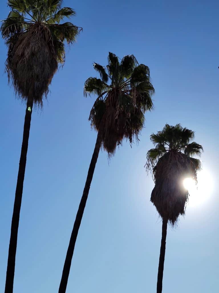 Palmen vor strahlend blauem Himmel in SoCal