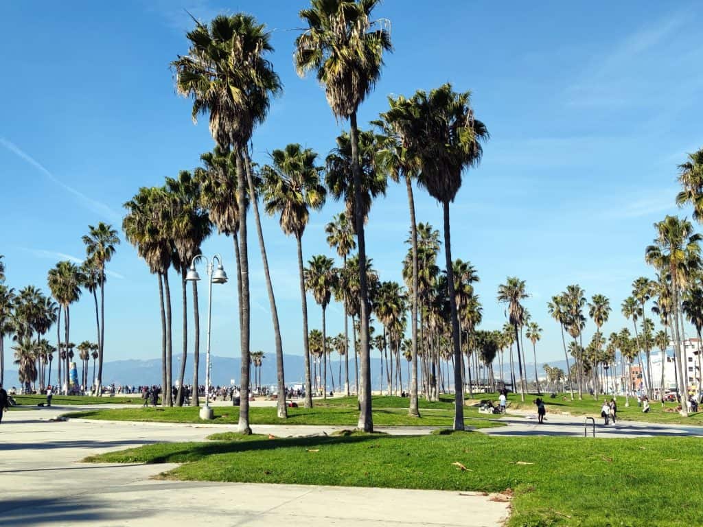 Palmen am Venice Beach in Los Angeles
