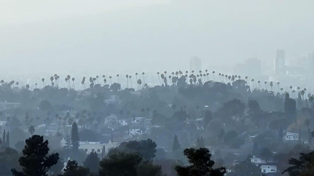 Palmen prägen das Stadtbild von Los Angeles und sind zum Symbol Südkaliforniens geworden