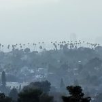 Palmen prägen das Stadtbild von Los Angeles und sind zum Symbol Südkaliforniens geworden